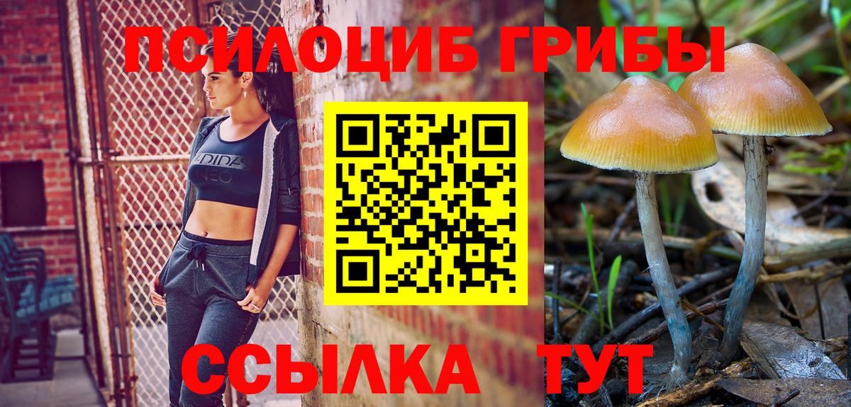 Псилоцибиновые грибы Psilocybine cubensis Архангельск